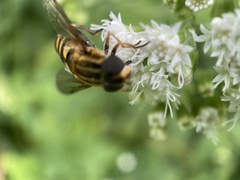 Helophilus fasciatus