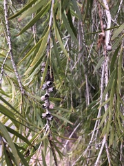 Melaleuca citrina
