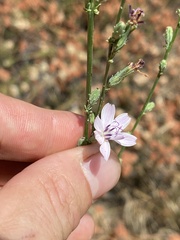 Stephanomeria virgata