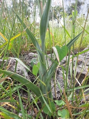 Dichromanthus cinnabarinus