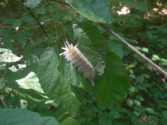 Erebidae