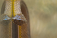 Oxyuranus microlepidotus