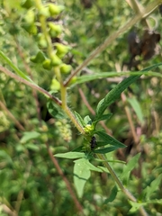 Ambrosia artemisiifolia
