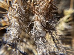 Rhopalomyia floccosa