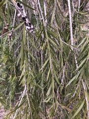 Melaleuca citrina