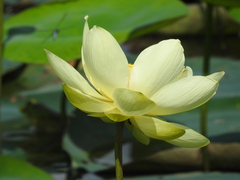 Nelumbo lutea