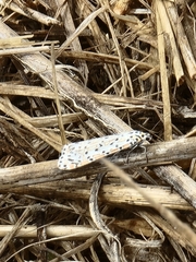 Utetheisa pulchelloides