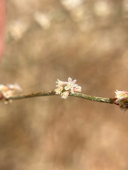 Eriogonum gracile
