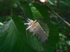 Erebidae