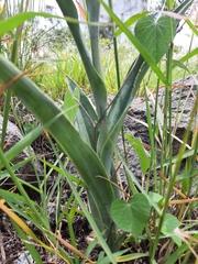 Dichromanthus cinnabarinus