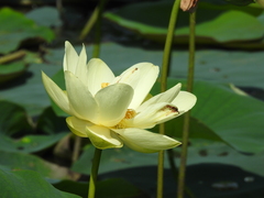 Nelumbo lutea