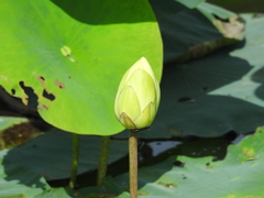 Nelumbo lutea