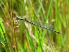 Enallagma doubledayi