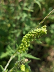Ambrosia artemisiifolia