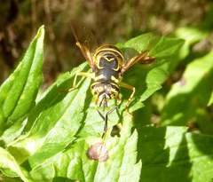 Spilomyia longicornis