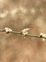 Eriogonum gracile