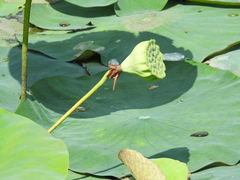 Nelumbo lutea
