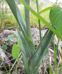 Dichromanthus cinnabarinus