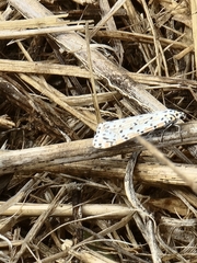 Utetheisa pulchelloides