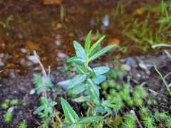Kalmia polifolia