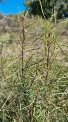 Acanthostyles buniifolius