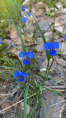 Commelina dianthifolia