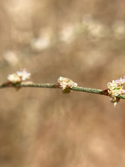 Eriogonum gracile