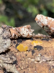Dacrymycetaceae