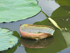 Nelumbo lutea