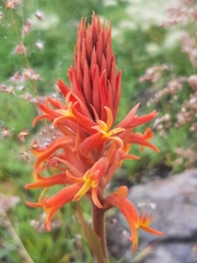 Dichromanthus cinnabarinus
