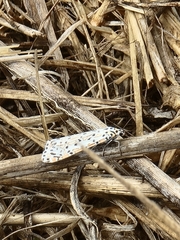 Utetheisa pulchelloides