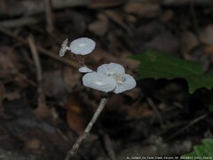 Tetrapyrgos nigripes