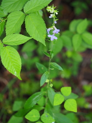 Lobelia puberula