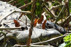 Dryas iulia moderata