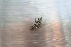 Chrysoperla rufilabris