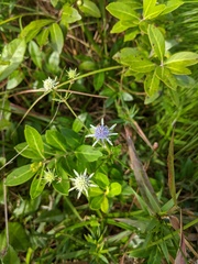 Eryngium integrifolium