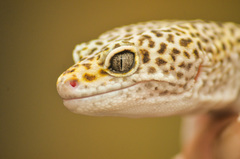 Eublepharis macularius