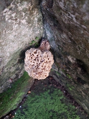 Wynnea sparassoides