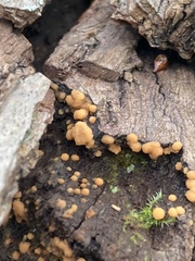 Sphaerosporium lignatile