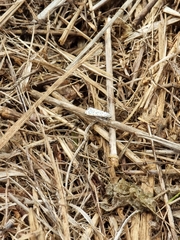 Utetheisa pulchelloides