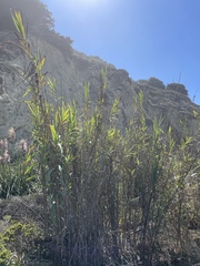 Arundo donax