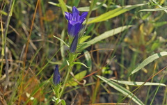 Gentiana pneumonanthe