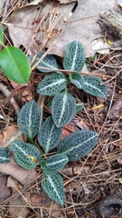Goodyera pubescens