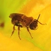 Nimble Squash Bee - Photo (c) Keng-Lou James Hung, some rights reserved (CC BY-NC), uploaded by Keng-Lou James Hung