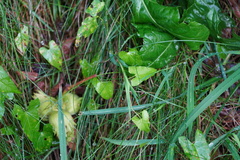 Calystegia sepium
