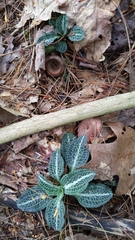Goodyera pubescens