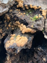 Sphaerosporium lignatile