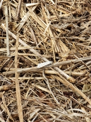 Utetheisa pulchelloides