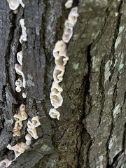 Chondrostereum purpureum