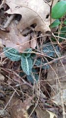 Goodyera pubescens